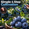 🫐 Blueberry Seeds: Perfect for beginners—grow fresh blueberries right on your balcony! Up to a 99% survival rate! 🌸