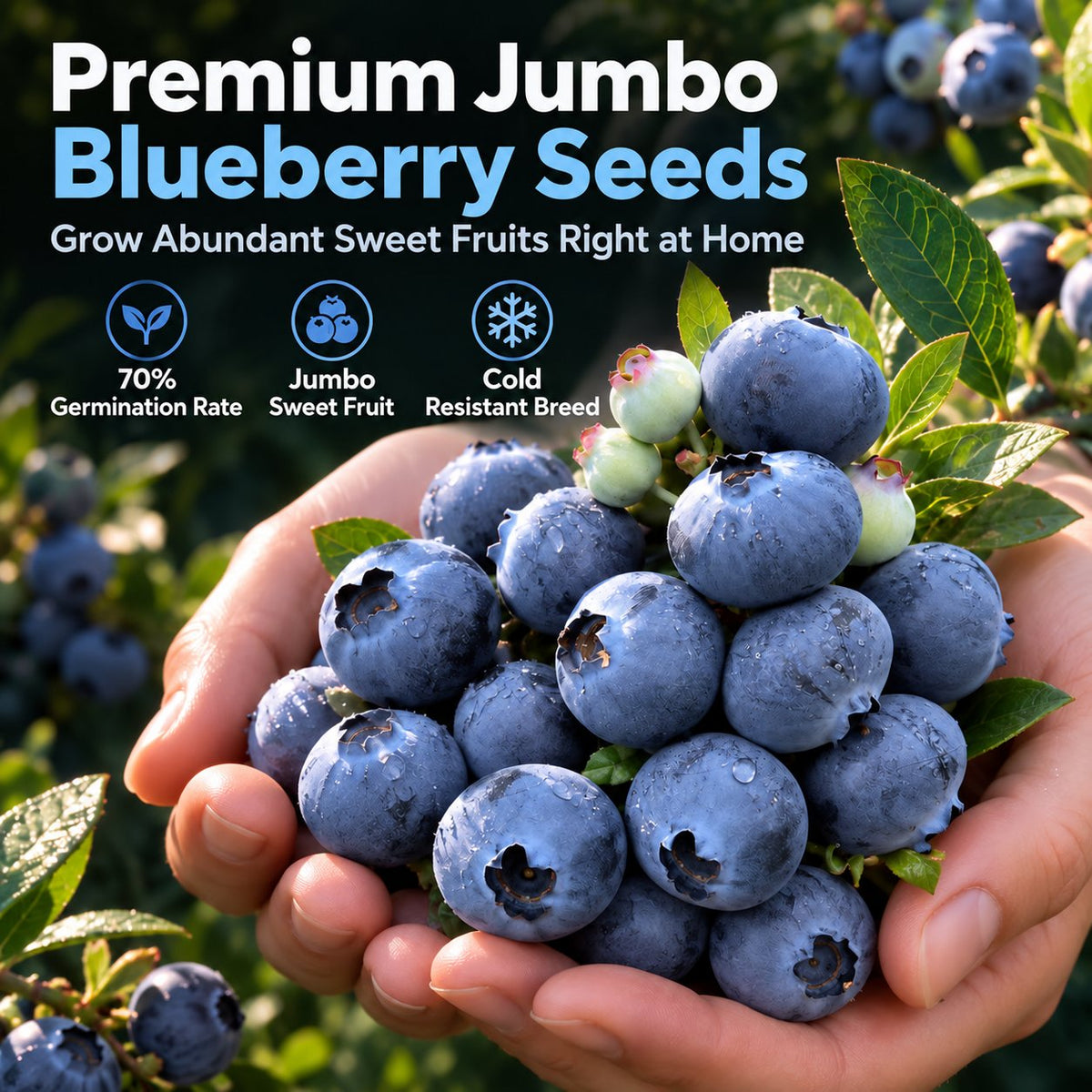 🫐 Blueberry Seeds: Perfect for beginners—grow fresh blueberries right on your balcony! Up to a 99% survival rate! 🌸