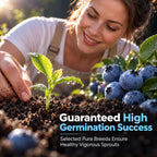 🫐 Blueberry Seeds: Perfect for beginners—grow fresh blueberries right on your balcony! Up to a 99% survival rate! 🌸
