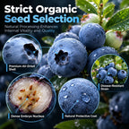 🫐 Blueberry Seeds: Perfect for beginners—grow fresh blueberries right on your balcony! Up to a 99% survival rate! 🌸
