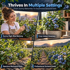 🫐 Blueberry Seeds: Perfect for beginners—grow fresh blueberries right on your balcony! Up to a 99% survival rate! 🌸