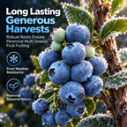 🫐 Blueberry Seeds: Perfect for beginners—grow fresh blueberries right on your balcony! Up to a 99% survival rate! 🌸